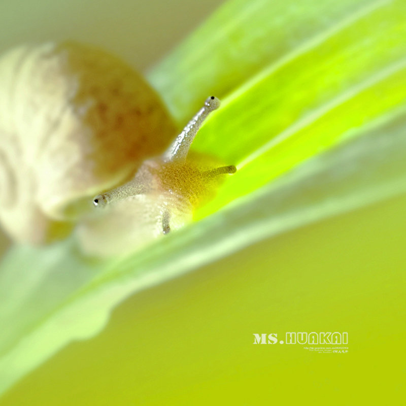蜗牛爱美丽