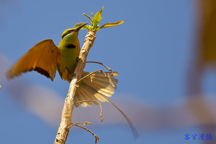 绿蜂虎鸟摄影图片