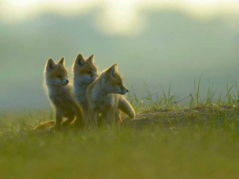 草原上的赤狐图片