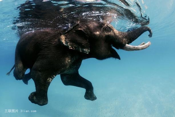 水中游泳的大象图片