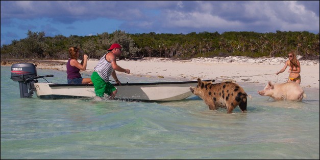 加勒比海小野猪酷爱游泳