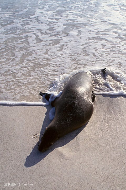 保护动物海豹图片