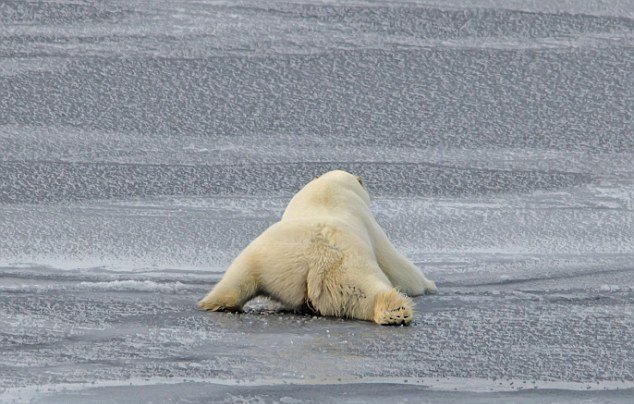 北极熊借腹部滑过薄冰