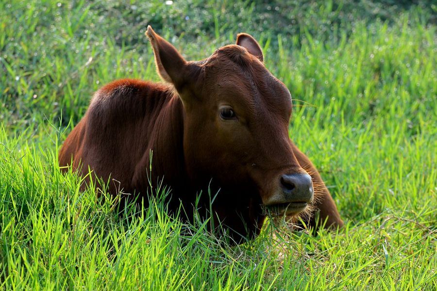 黄牛吃草