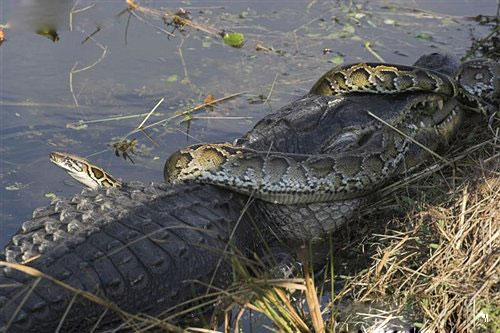 蟒蛇鳄鱼大战图片