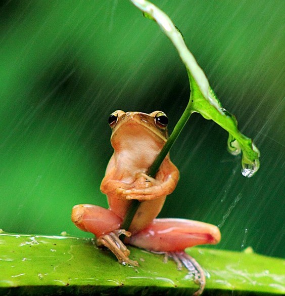 树蛙撑叶子伞遮风挡雨