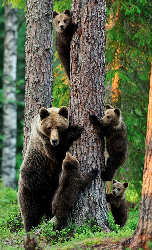 棕熊幼崽爬树嬉戏