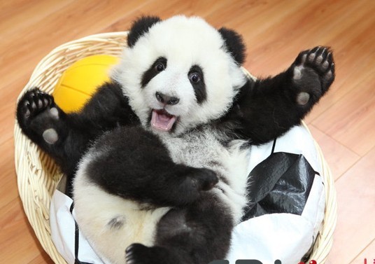 熊猫宝宝超可爱图片