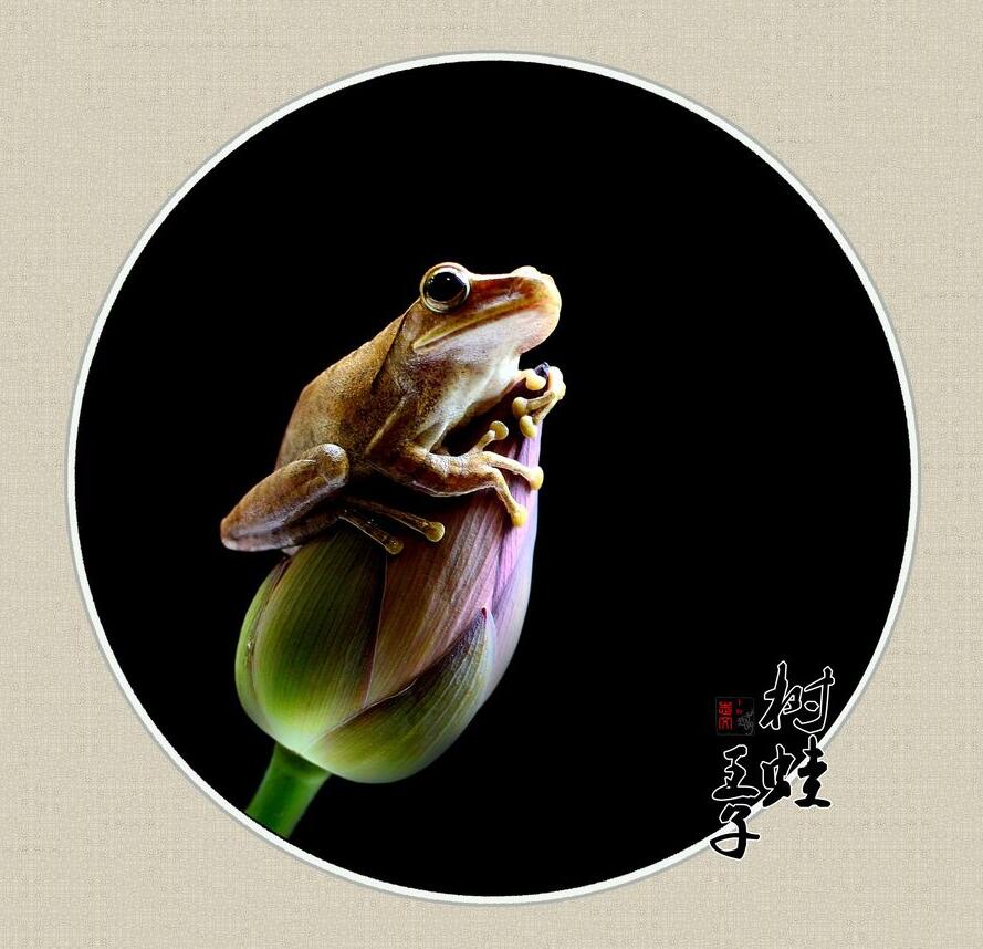树蛙王子图片