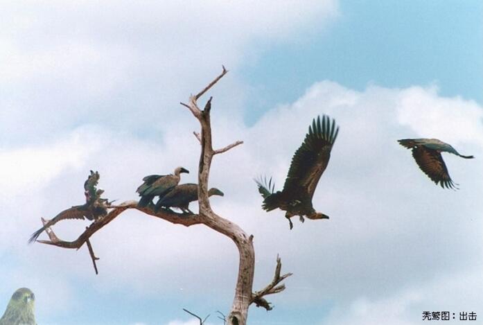 猛禽秃鹫非洲纪事