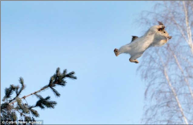 勇敢松鼠为寻找松果腾空飞跃