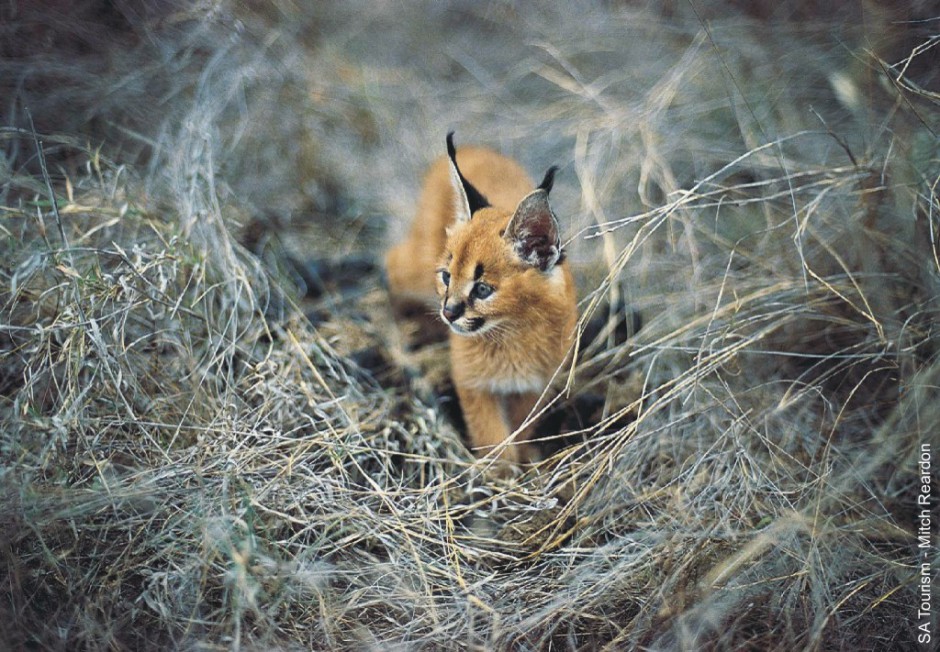 非洲狞猫幼崽野外散步图片