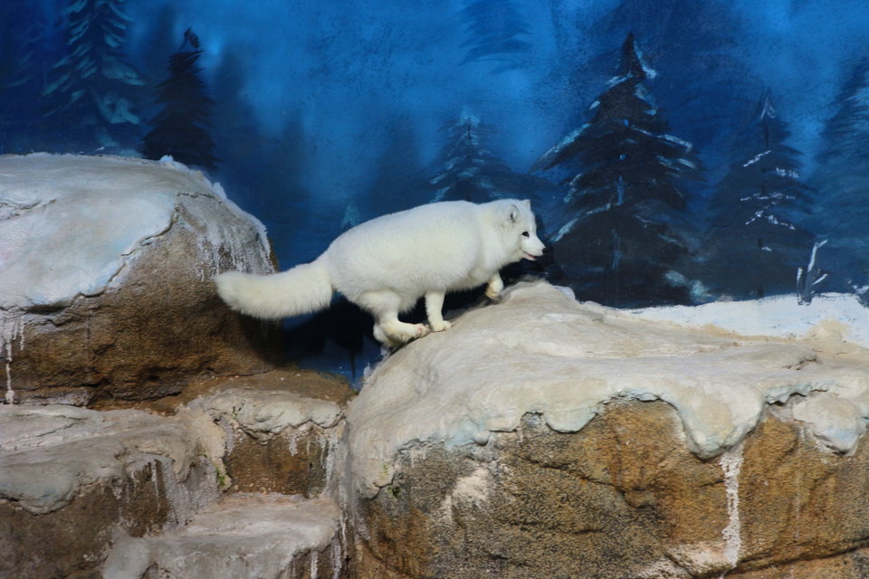 高清纯白色北极狐狸图片
