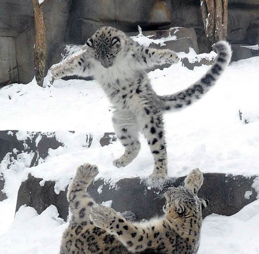 雪豹跳舞图片
