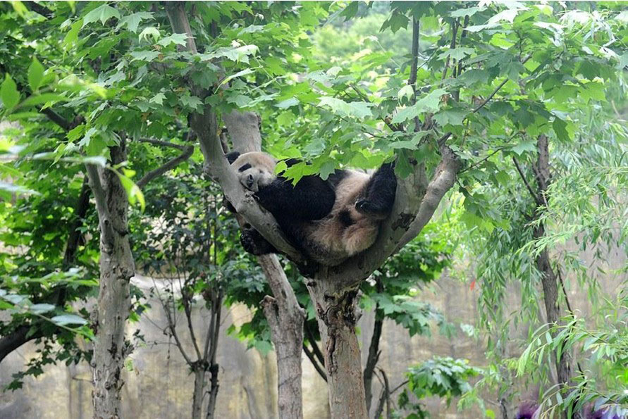 功夫熊猫树上酣睡享午后时光