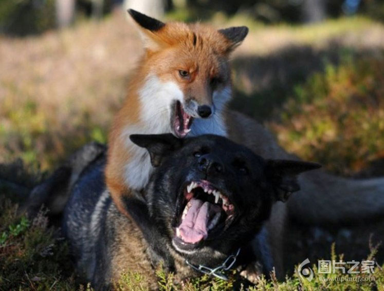 狐狸与狗成亲密好友
