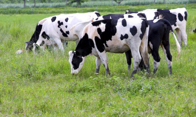 奶牛与天然牧场图片