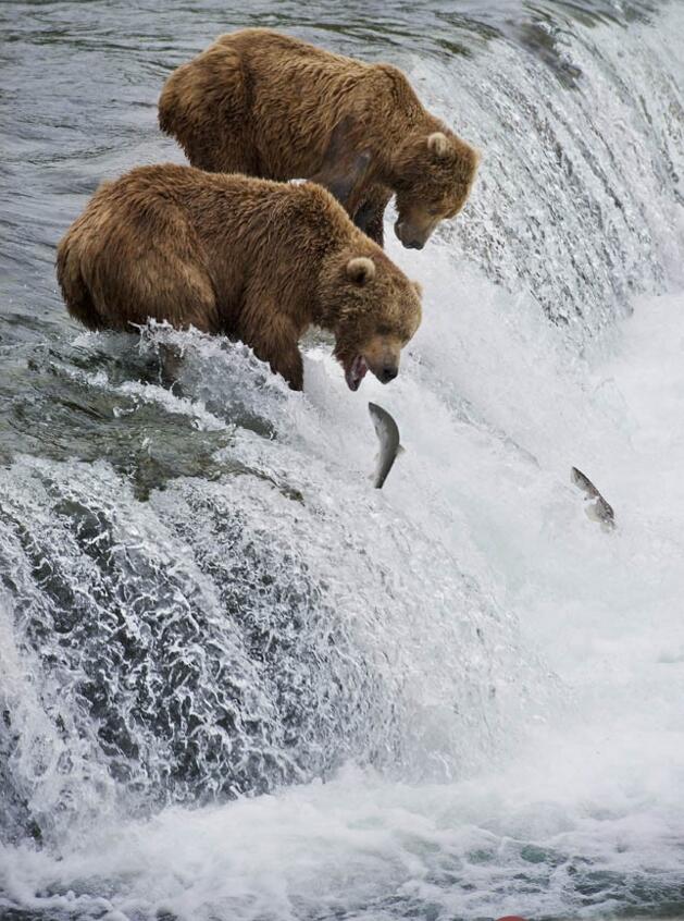 美国阿拉斯加的棕熊家园