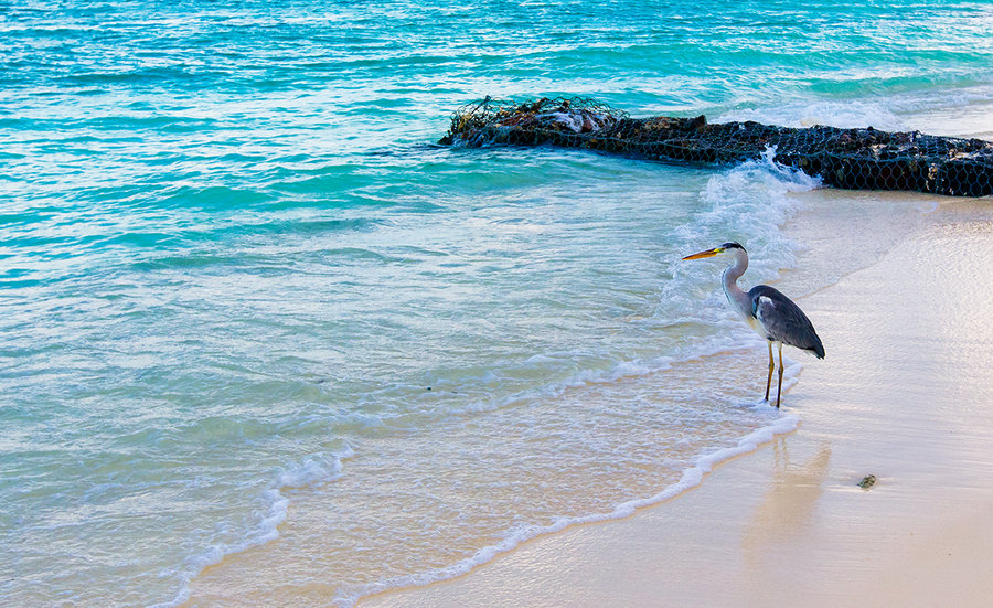 沙滩寻鱼的鸟