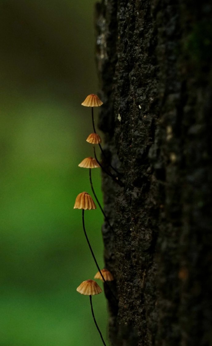 蒙蒙细雨中的，蘑菇与小虫