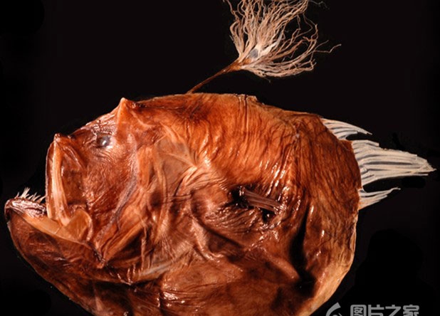 海中生物鮟鱇鱼生态摄影