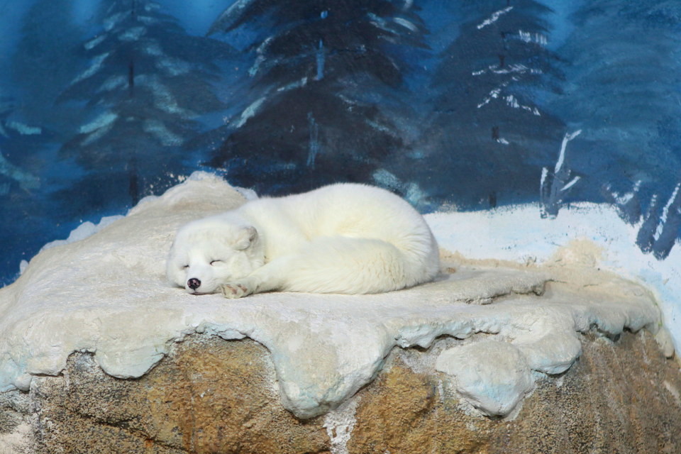 高清纯白色北极狐狸图片