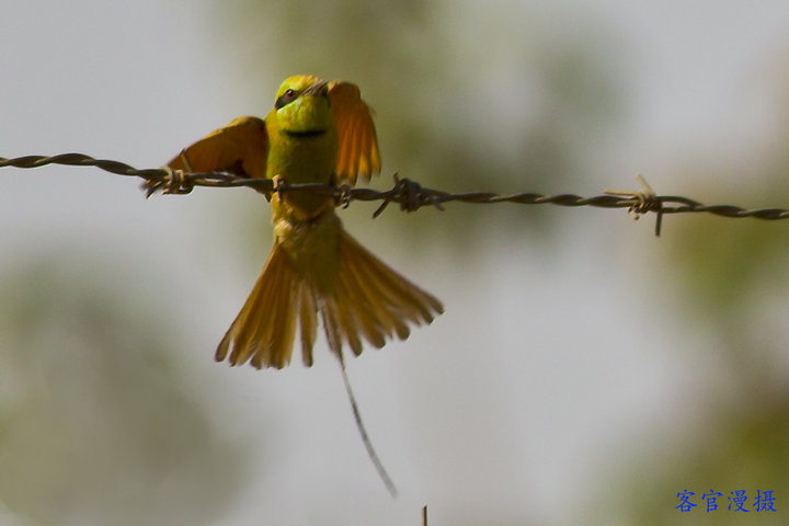 绿蜂虎鸟摄影图片