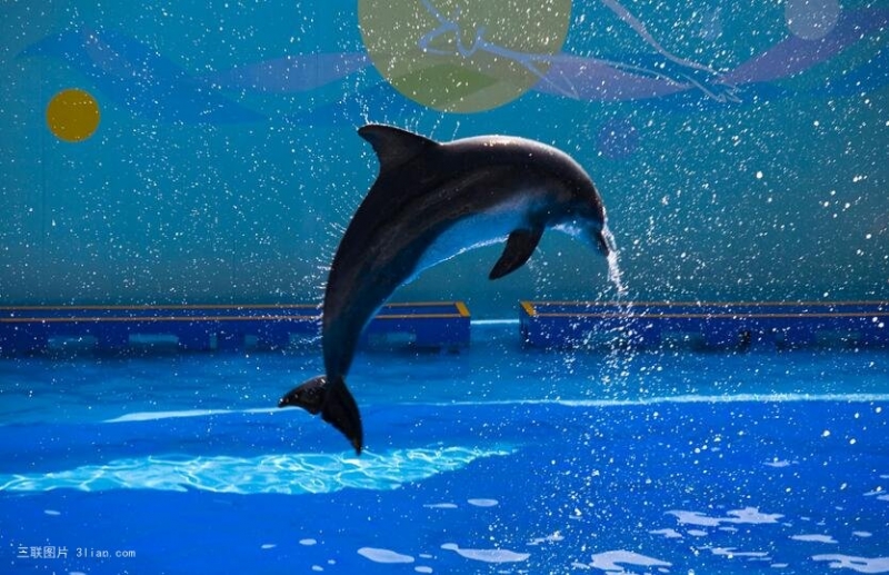 海豚表演风光图片