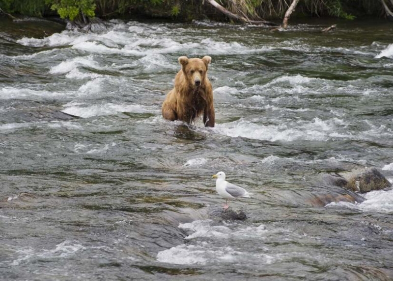 美国阿拉斯加的棕熊家园