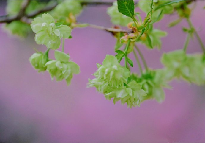 悄然绽放的清新绿色樱花图片