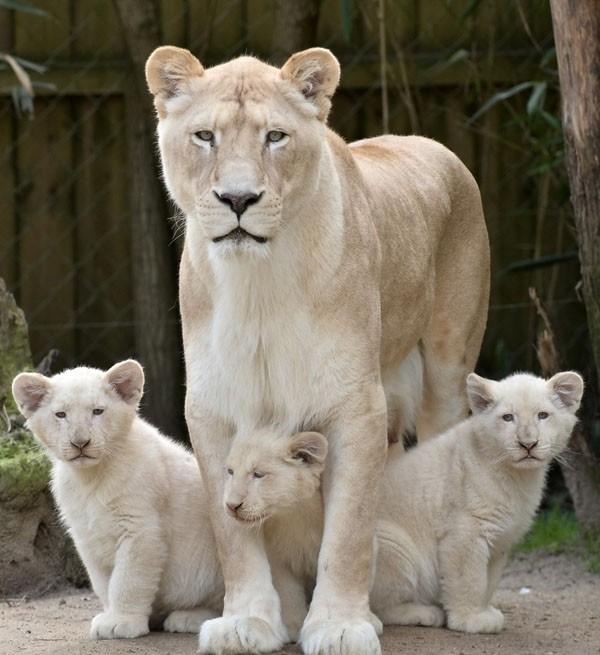 罕见白狮一家人