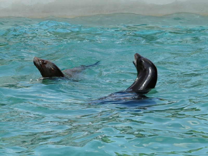 海洋公园动物小海狮图片