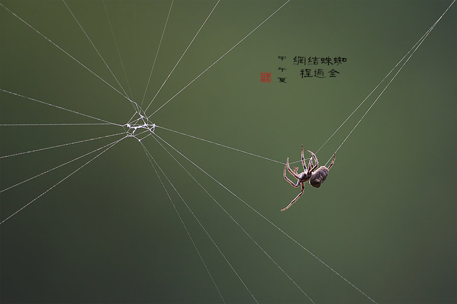 蜘蛛结网全过程