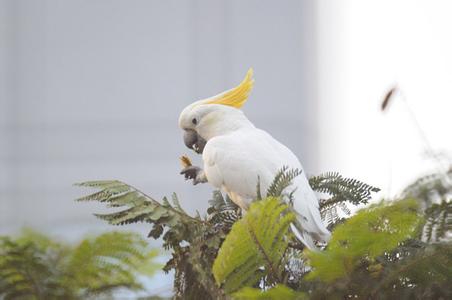 小葵花凤头鹦鹉