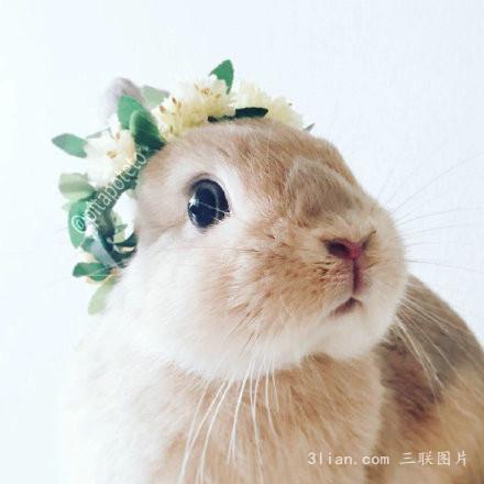 唯美可爱兔子图片