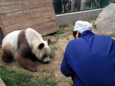 罕见棕白色大熊猫