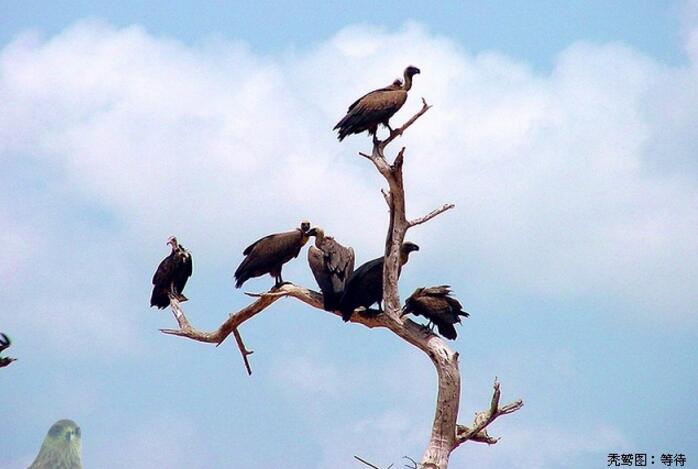 猛禽秃鹫非洲纪事