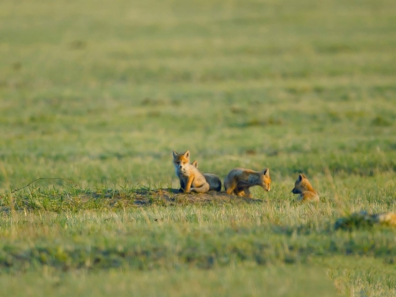草原上的赤狐图片