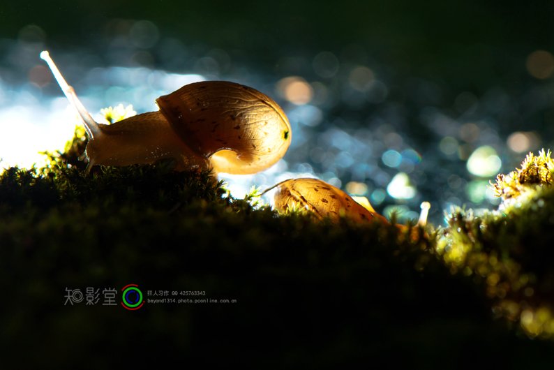 蜗牛的微世界