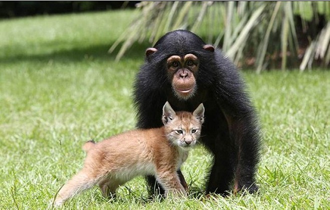 猞猁与黑猩猩成形影不离的伙伴