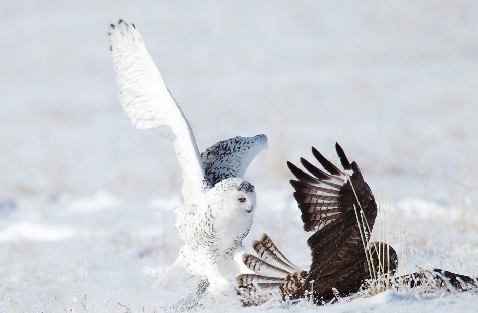 凶猛动物雪鸮捕食图片