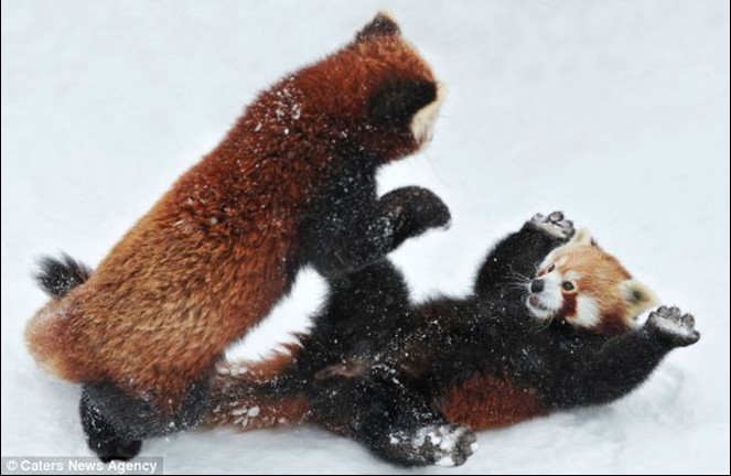 奥地利两只小熊猫雪地上演真功夫