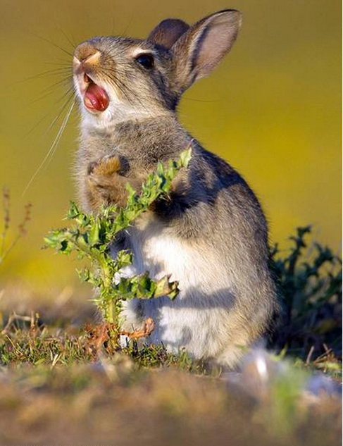 一只野兔吃到带刺的草后