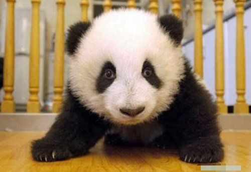 熊猫宝宝超可爱图片