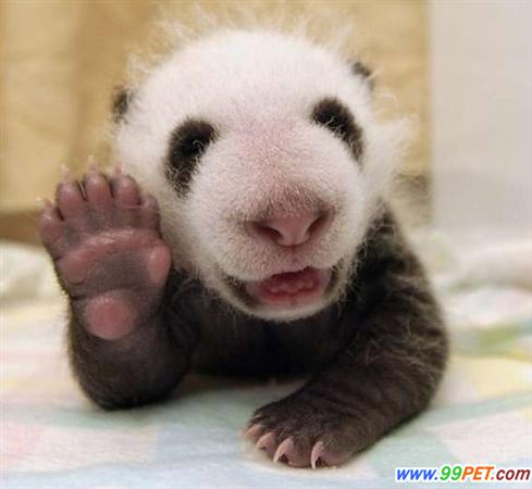 刚出生熊猫幼崽图片