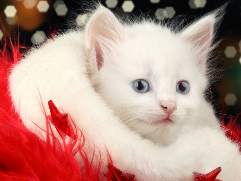 白色猫咪图片