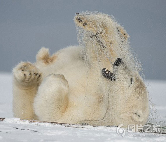 自娱自乐的北极熊