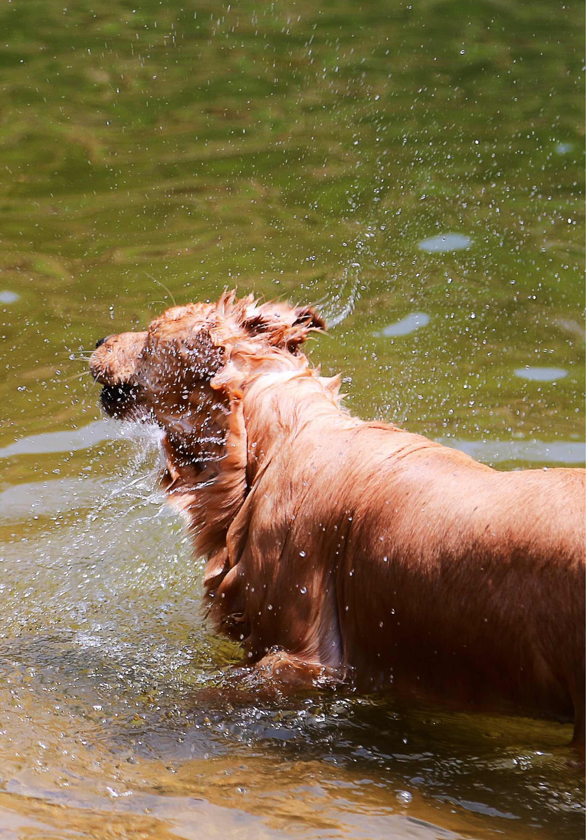 喜水的金毛犬图片