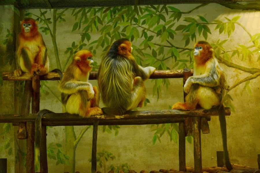 动物园里的金丝猴