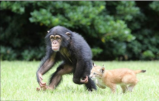 猞猁与黑猩猩成形影不离的伙伴